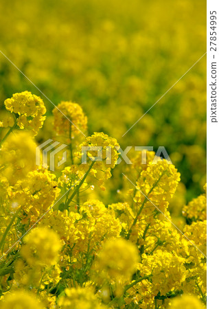 Rape blossoms 27854995