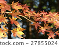 Autumn leaves 27855024
