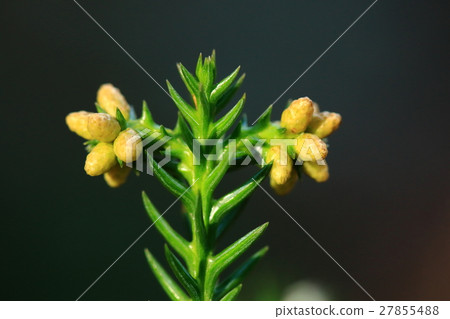 It is a natural plant cedar, a male flower of January. Pollen does not fly yet in this state (should be) It is a natural plant cedar, a male flower of January. Pollen does not fly yet in this state (should be) 27855488