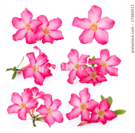 Pink Desert Rose Flower on white background 27860011