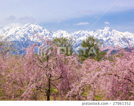 Northern Alps of cherry blossoms and residual snow 27861352