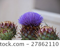 artichoke 27862110
