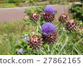 artichoke 27862165