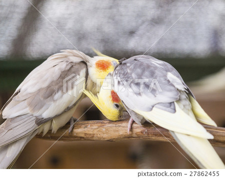 朋友鸚鵡（全身） 27862455