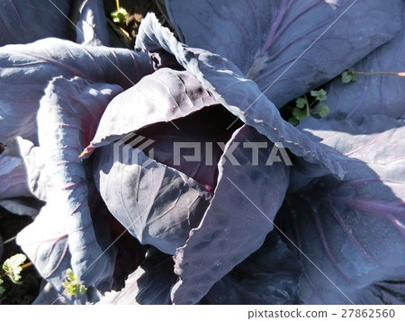 Purple cabbage field Purple cabbage field 27862560