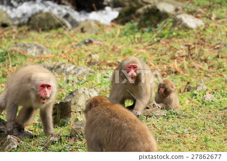 Japanese macaques 27862677