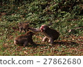 Japanese macaques 27862680