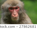Japanese macaques 27862681