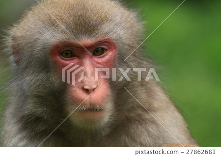 Japanese macaques 27862681