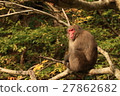Japanese macaques 27862682
