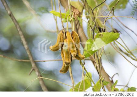 Mucuna pruriens Nettles on tree 27863208