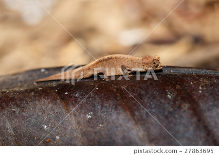 tiny chameleon Brookesia minima, micra, Madagascar 27863695