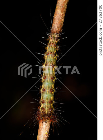 caterpillar founded in Nosy Mangabe, Madagascar 27863700