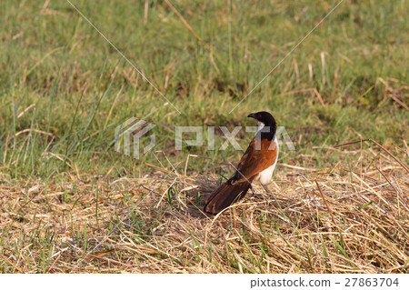 bird coppery-tailed coucal, Okavango, Africa 27863704