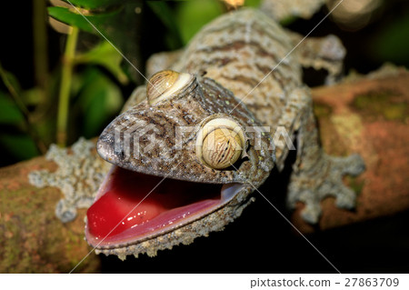 Leaf-tail Gecko, Uroplatus fimbriatus, Madagascar 27863709