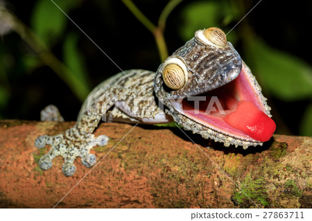 Leaf-tail Gecko, Uroplatus fimbriatus, Madagascar 27863711