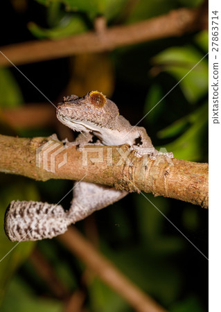 leaf-tailed gecko Uroplatus fimbriatus, madagascar 27863714