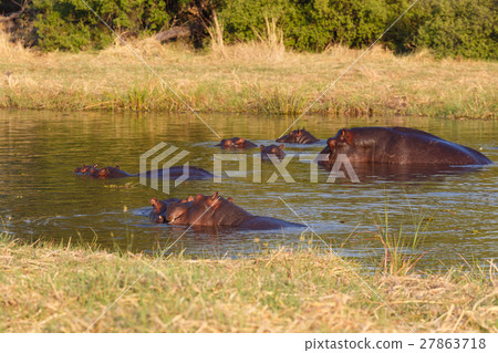 Hippo Hippopotamus, Okavango, Botswana Africa 27863718