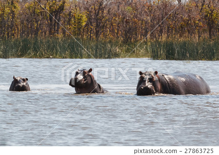 Hippo Hippopotamus, Okavango, Botswana Africa 27863725