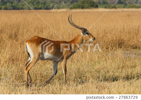 southern lechwe in Okavango, Botswana, Africa 27863729