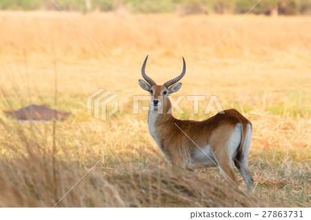 southern lechwe in Okavango, Botswana, Africa 27863731