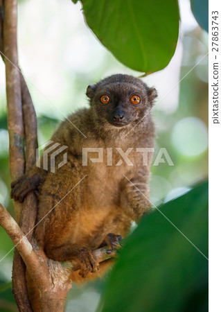white-headed lemur (Eulemur albifrons), Madagascar white-headed lemur (Eulemur albifrons), Madagascar 27863743