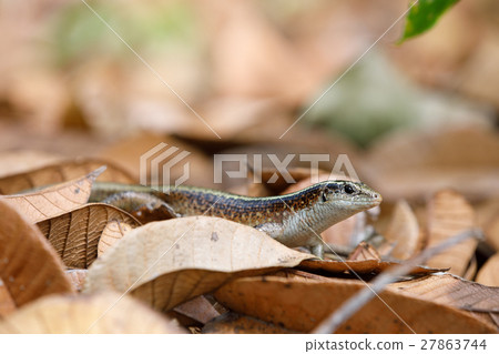 Madagascar girdled lizard Zonosaurus Madagascar girdled lizard Zonosaurus 27863744