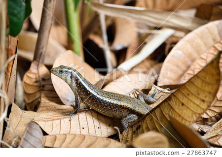 Madagascar girdled lizard Zonosaurus Madagascar girdled lizard Zonosaurus 27863747