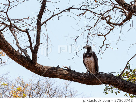 african Martial Eagle, Okavango, Botswana, Africa 27863748