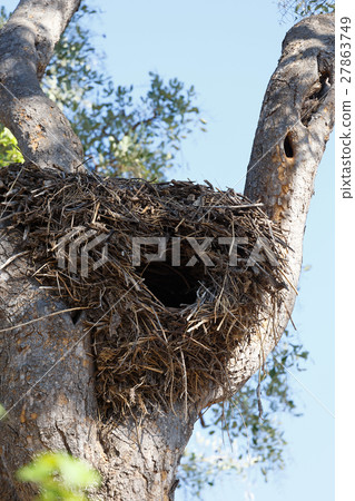 big nest on the tree, Botswana, Africa 27863749