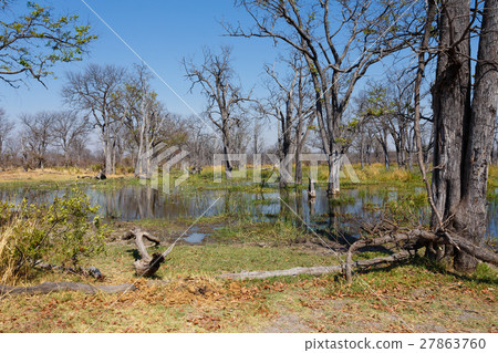 Moremi game reserve, Okavango, Botswana Africa 27863760