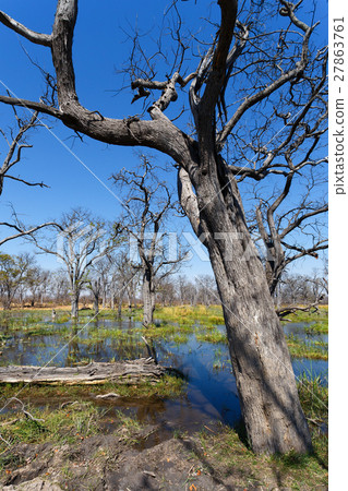 Moremi game reserve, Okavango, Botswana Africa 27863761