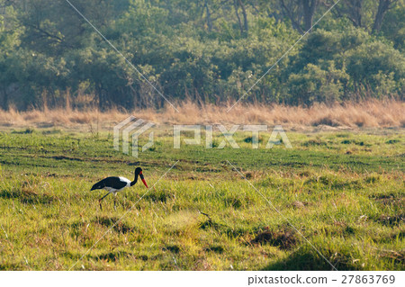 Saddle-billed stork, Okavango, Botswana Africa 27863769