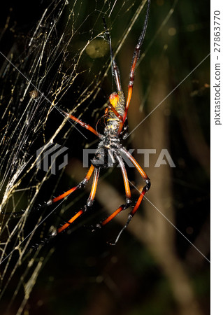Golden silk orb-weaver, nephila on net Madagascar Golden silk orb-weaver, nephila on net Madagascar 27863770