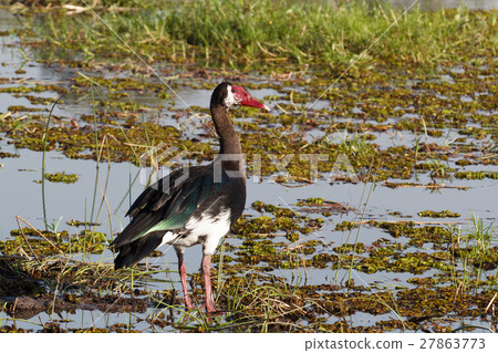 bird Spur-winged Goose, Okavango, Botswana, Africa 27863773