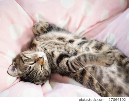 A kitten's nap 27864102