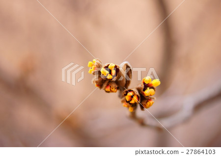 Bunch of mansaku 27864103