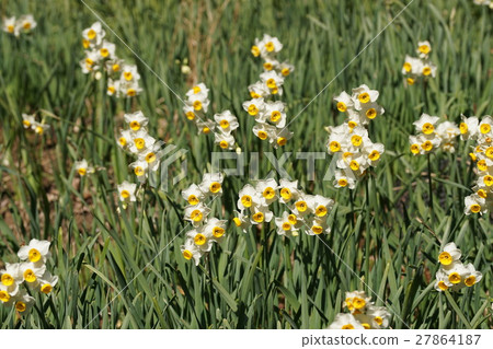 水仙水仙花 27864187