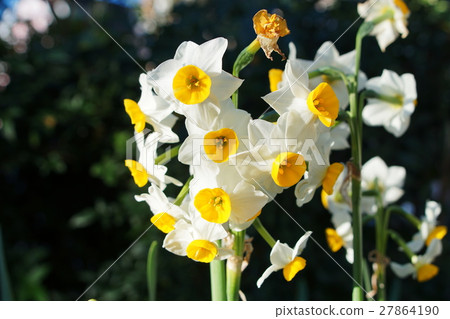 水仙水仙花 27864190