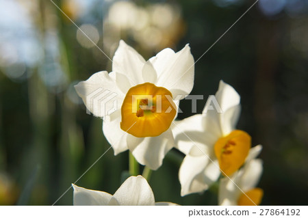 水仙水仙花 27864192