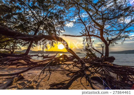 The sun shines through the pine tree The sun shines through the pine tree 27864461