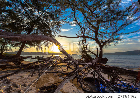 The sun shines through the pine tree 27864462