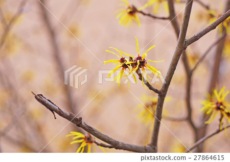 Witch hazel flower 27864615