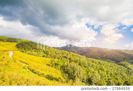 The BUA Tong Mae Hong Son on suntset light in Thai The BUA Tong Mae Hong Son on suntset light in Thai 27864839