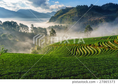Misty morning sunrise in strawberry garden 27865373