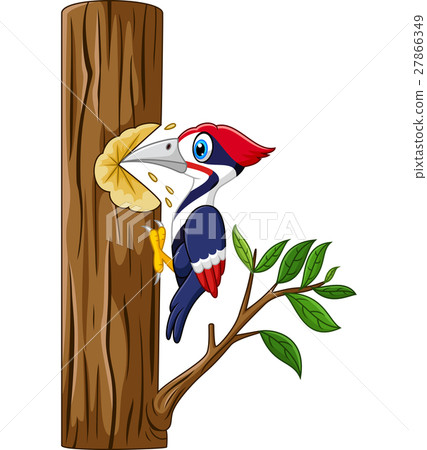 Woodpecker on the tree 27866349