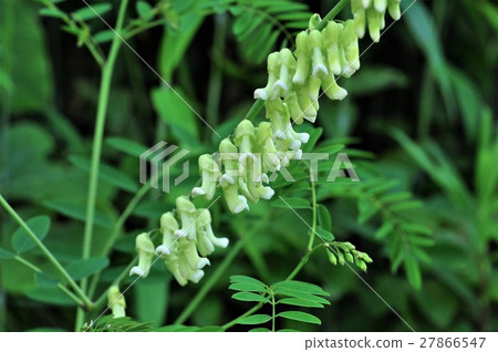 clara flower 27866547