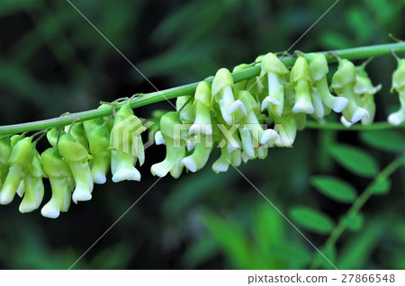 clara flower 27866548