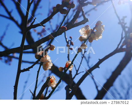 盛開的梅花 27867012