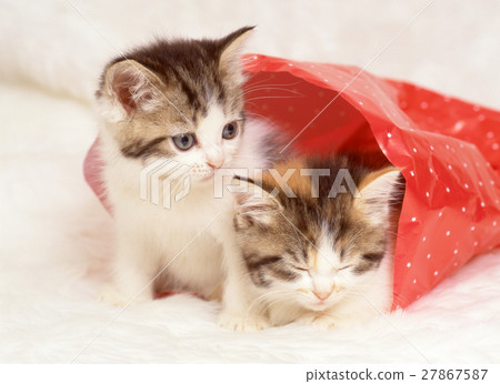 Cute kitten Cute kitten 27867587